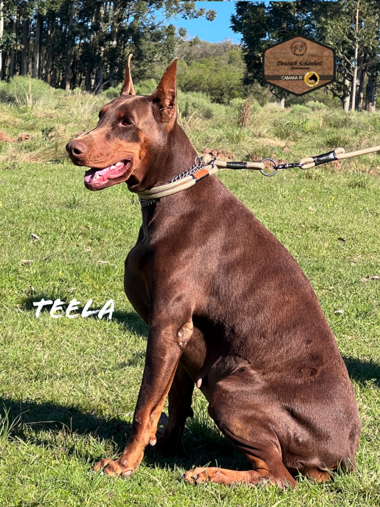 doberman-marrom-teela